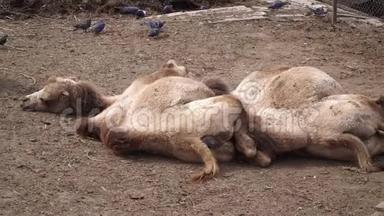 两只骆驼躺在动物园的地上。 骆驼在动物园里睡觉